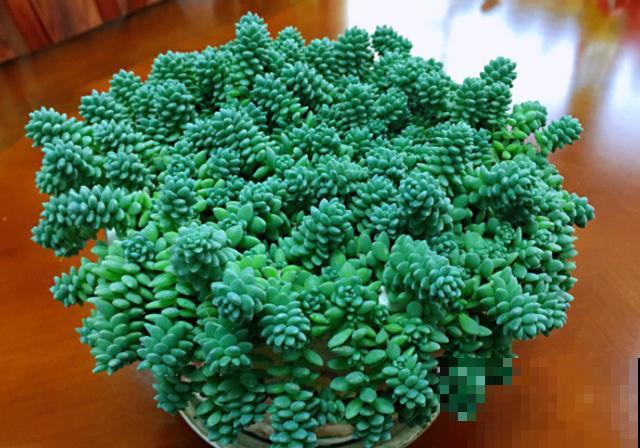 这种多肉就欠晒,越晒越上色,五彩斑斓美爆了! 这种多肉就欠晒,越晒越上色,五彩斑斓美爆了!