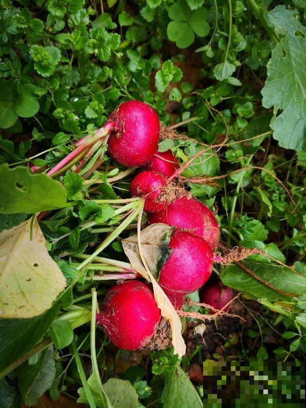 秋冬适合吃萝卜,做成泡菜味道更香,开胃可口还下饭 秋冬适合吃萝卜,做成泡菜味道更香,开胃可口还下饭