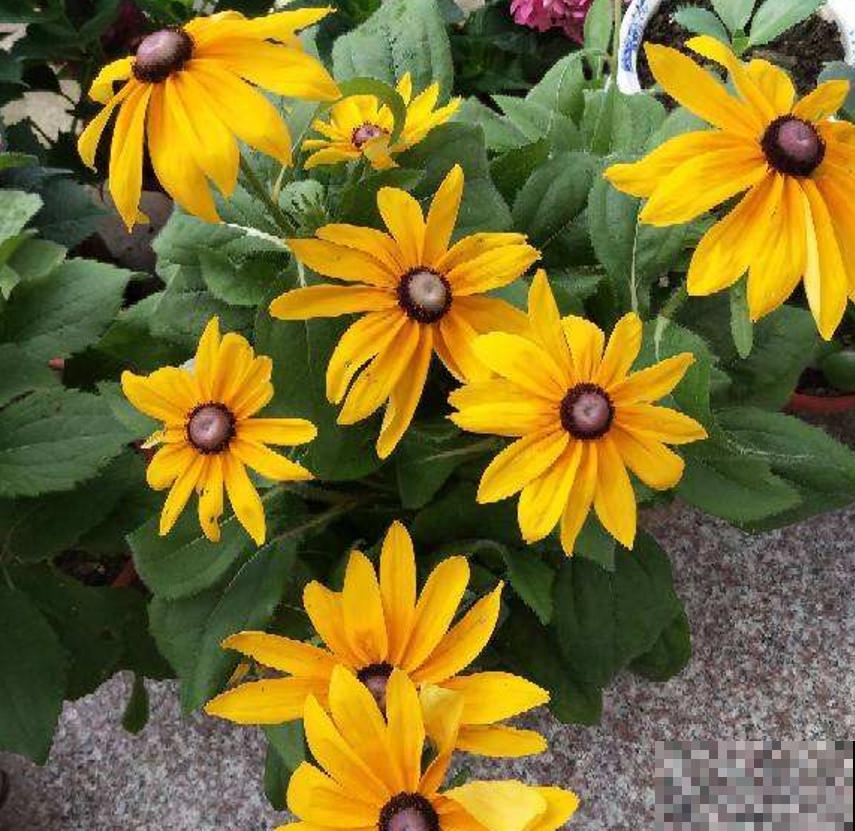 黑心菊特漂亮，院子里种一片黑心菊，太壮观！