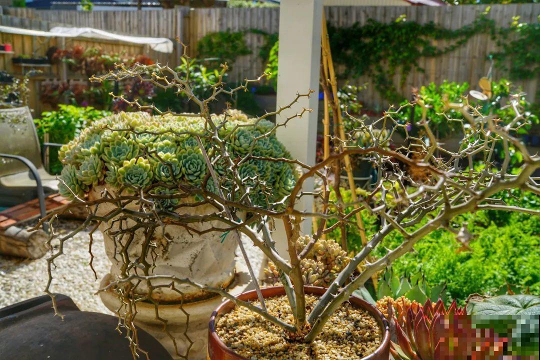 10种小众花，见过的人很少，养一盆特别有面子！