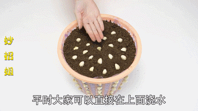 垃圾桶也能养花，扦插种菜样样行，省了不少买盆钱