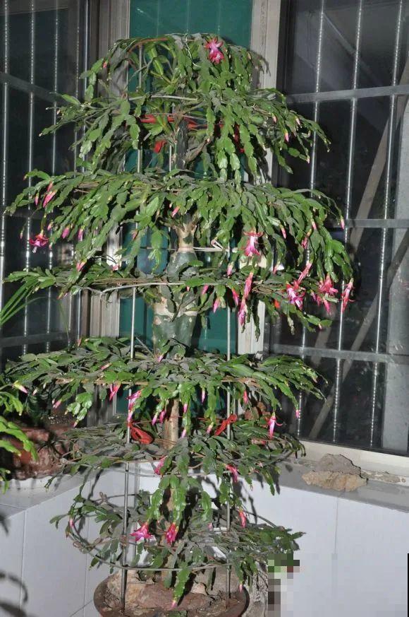 养了18年的仙人指，开花冲房顶，绝对是传家宝！