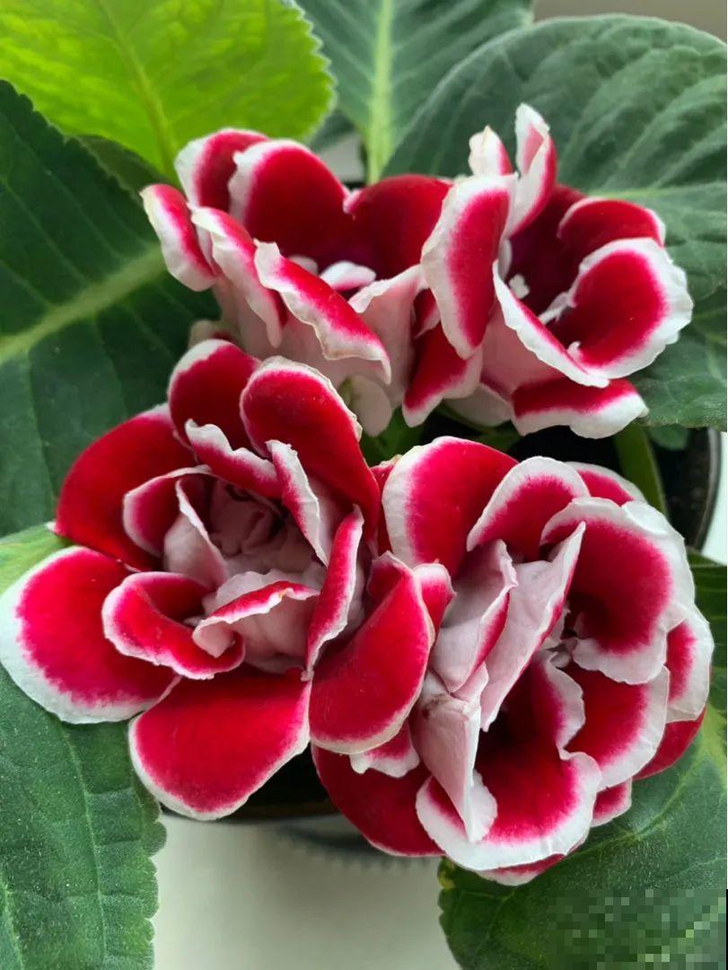 想省心就养这些花,没有病虫害,就爱开花! 想省心就养这些花,没有病虫害,就爱开花!