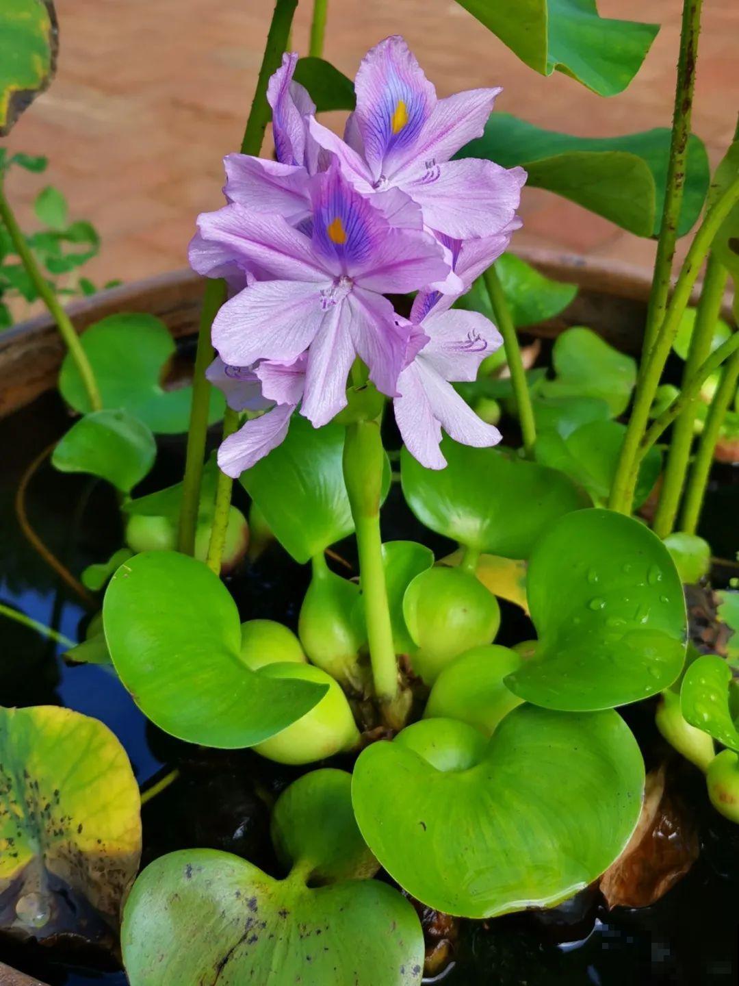 这种花很稀罕,以前喂猪没人要,现在抢破头! 这种花很稀罕,以前喂猪没人要,现在抢破头!