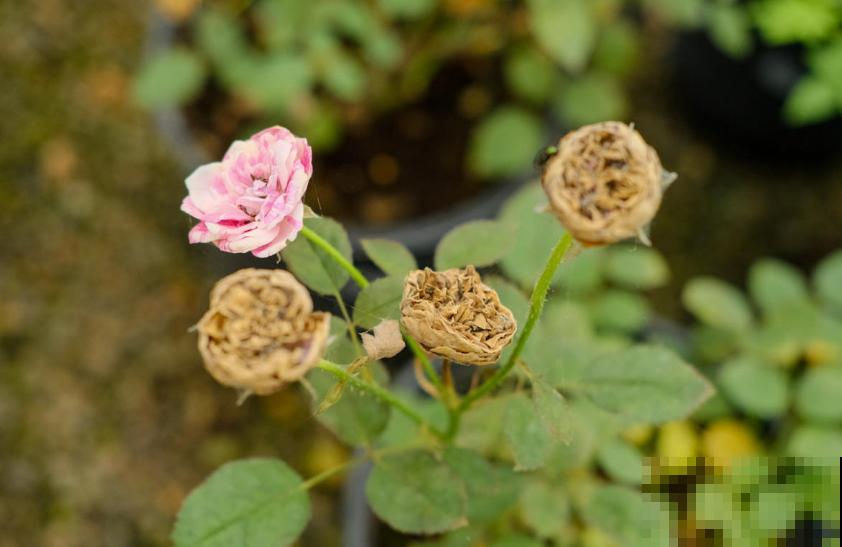 月季丑巴巴，不怪它，养护有问题，咋养也丑！