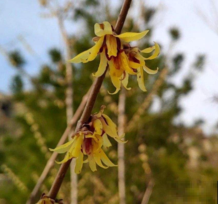 金缕梅不是梅，造型别致，美容护肤用处大！