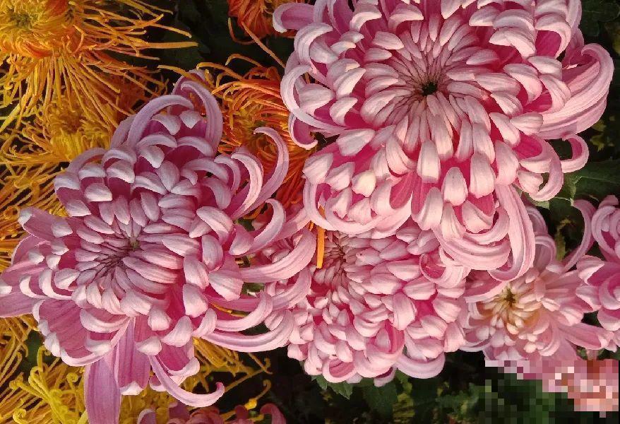 50种冬天开花植物,天冷了,照样冒花苞! 50种冬天开花植物,天冷了,照样冒花苞!