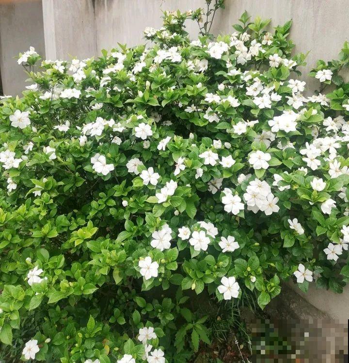 50年的桂花树,卖了5万块钱,大家觉得值吗? 50年的桂花树,卖了5万块钱,大家觉得值吗?