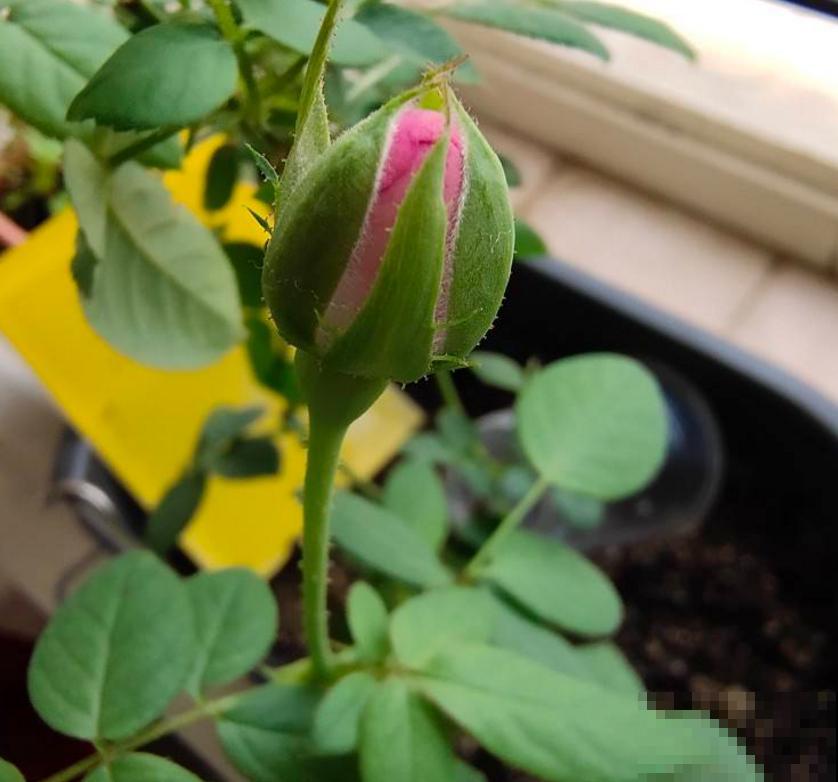 花茶不要乱配，不分清种类，一不小心就中毒啦！