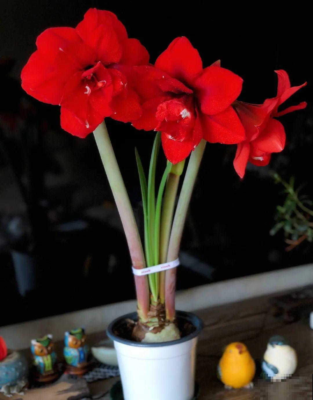 小盆养花好，大盆养花死，真准！