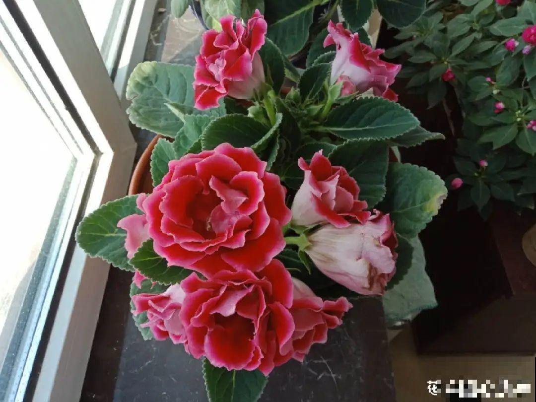 大岩桐超耐阴，开花像玫瑰，漂亮极了