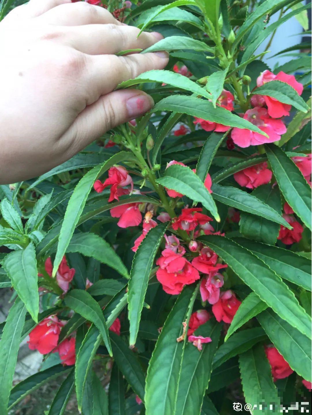 十一赏花图谱，看了啥花都认识，不用问别人！