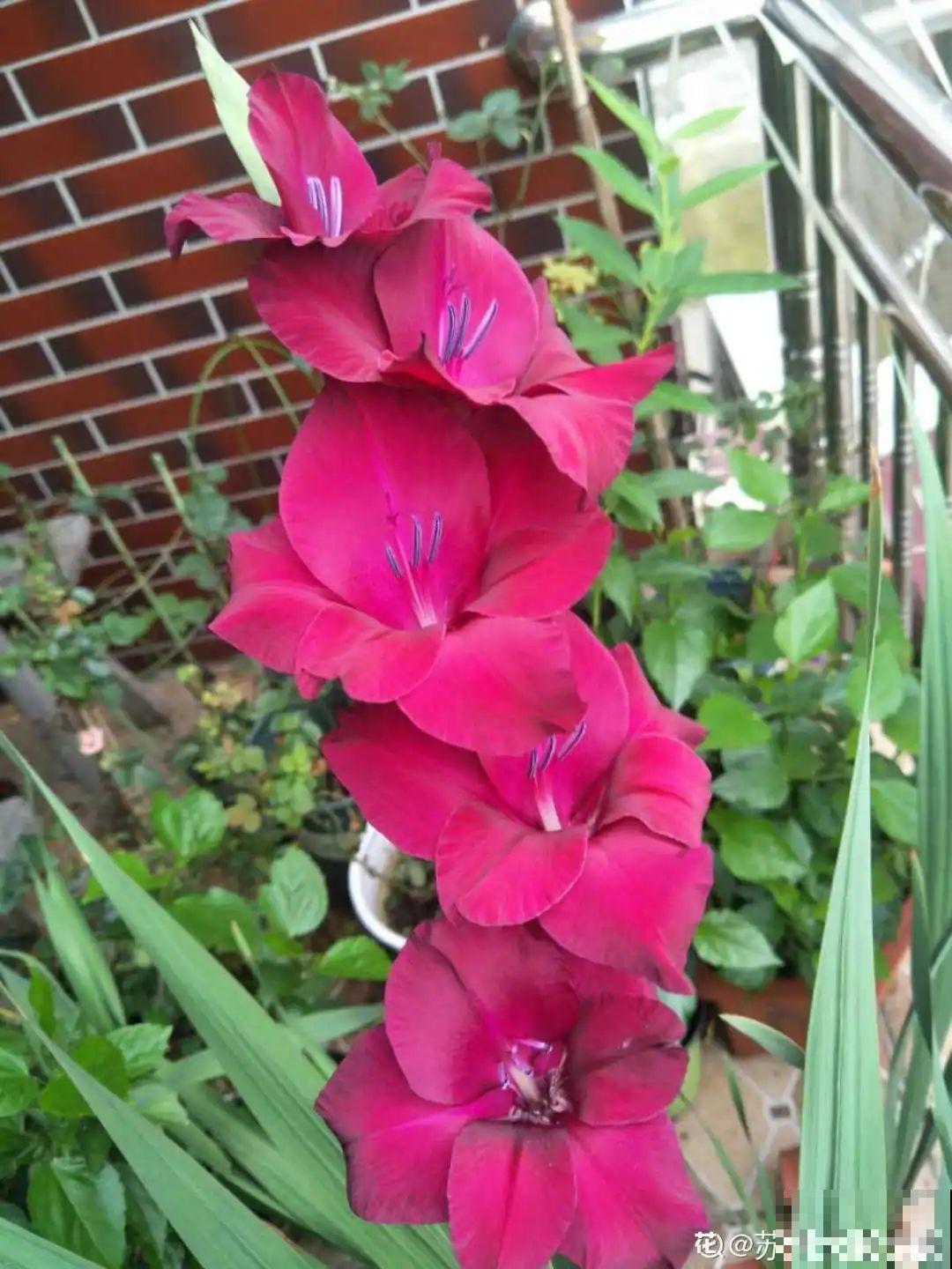 十一赏花图谱，看了啥花都认识，不用问别人！