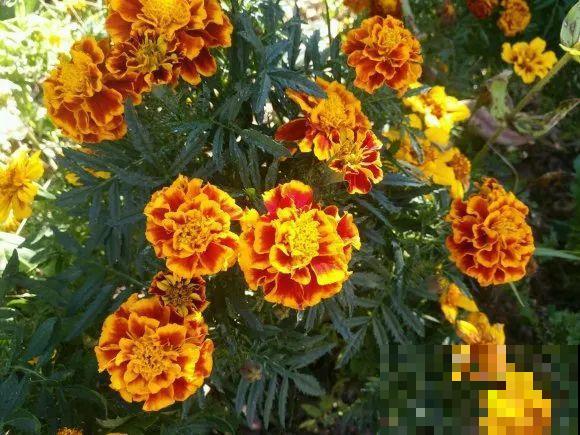 1种花叫大花犀角，闻久了头晕，家里养要小心！