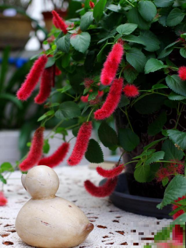 伪装在花卉圈的“猫咪”，红彤彤，毛绒绒，爱猫人士必养！