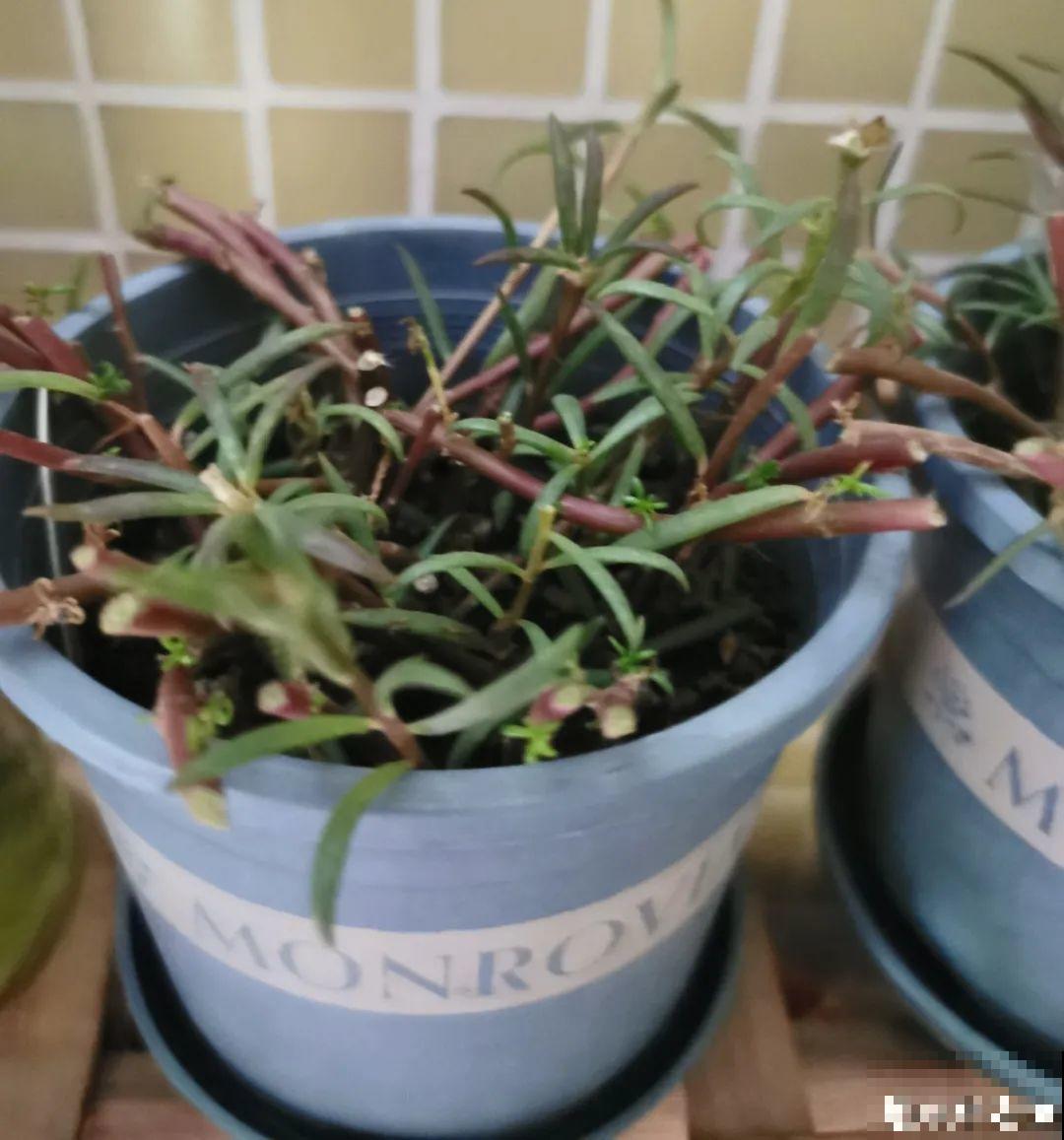 8种花，养嫩不养老，老了要多修剪！