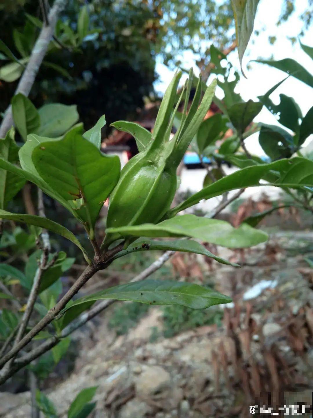 50种小时候常见的野草，现在几乎见不到了