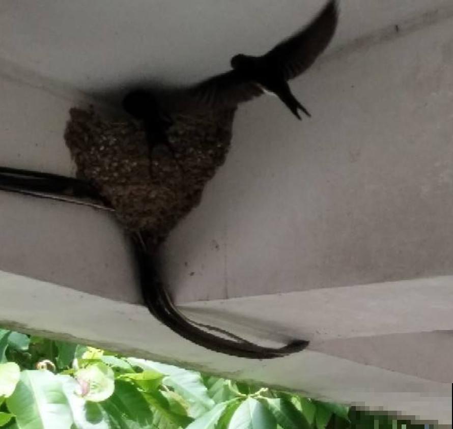 燕子窝不能戳？燕子筑巢有讲究，这么些年你做错了啥？