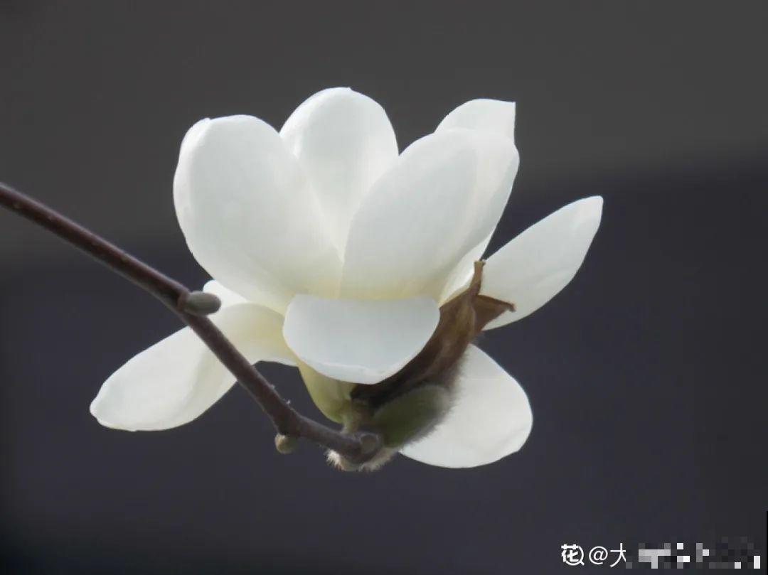 你在哪个城市，最适合养的花就是它！