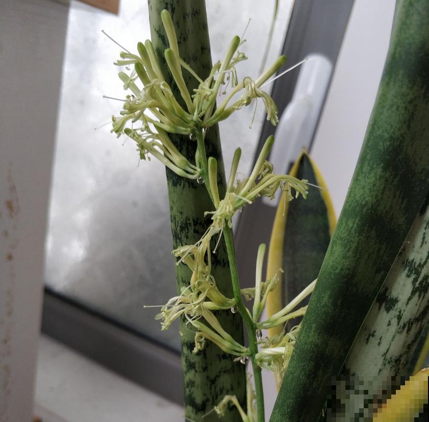 虎皮兰开花很简单，把根养好叶养肥，很快就开花！