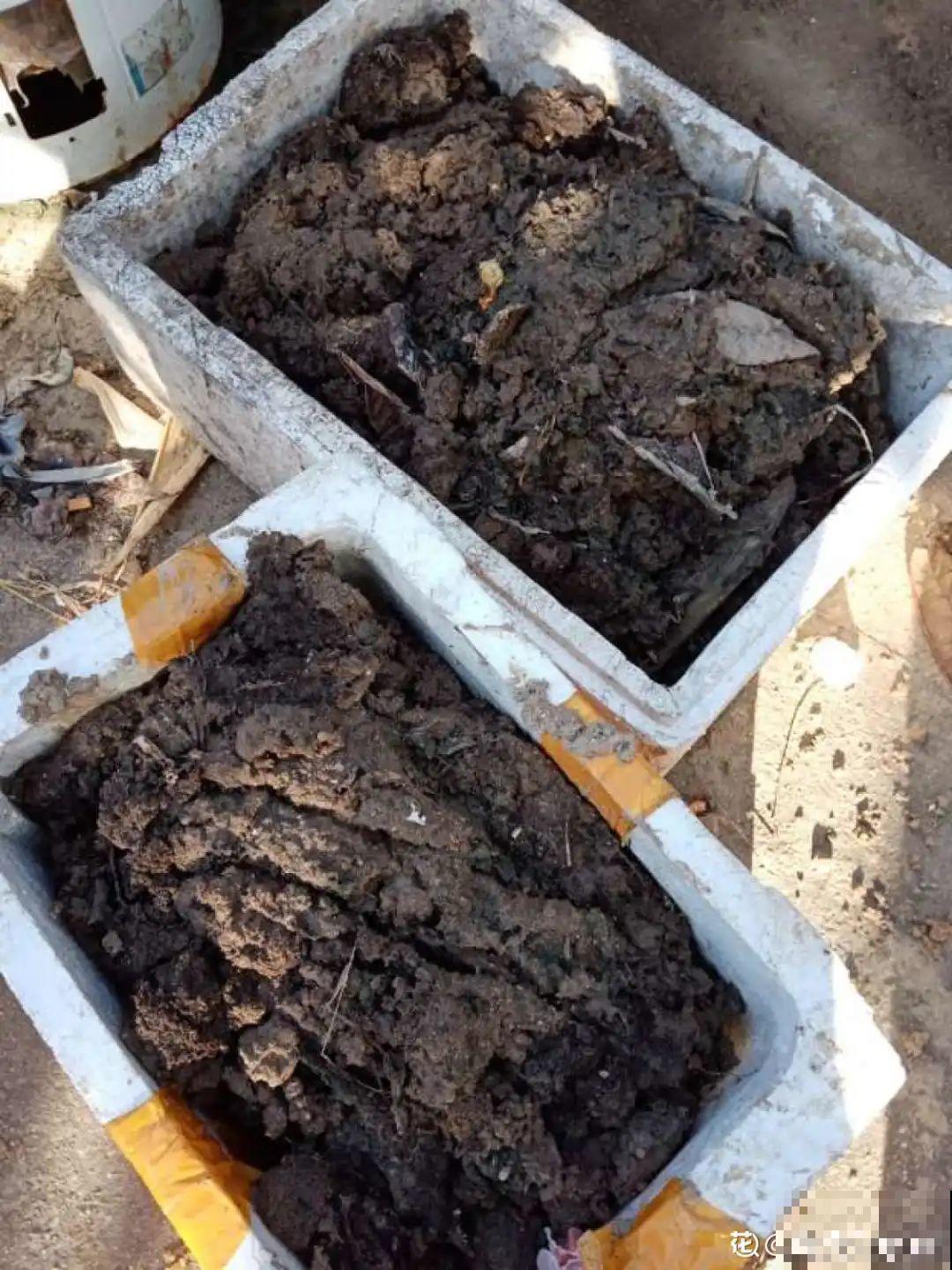 路过垃圾桶，捡走两个泡沫箱，回家扦插出了一大片花