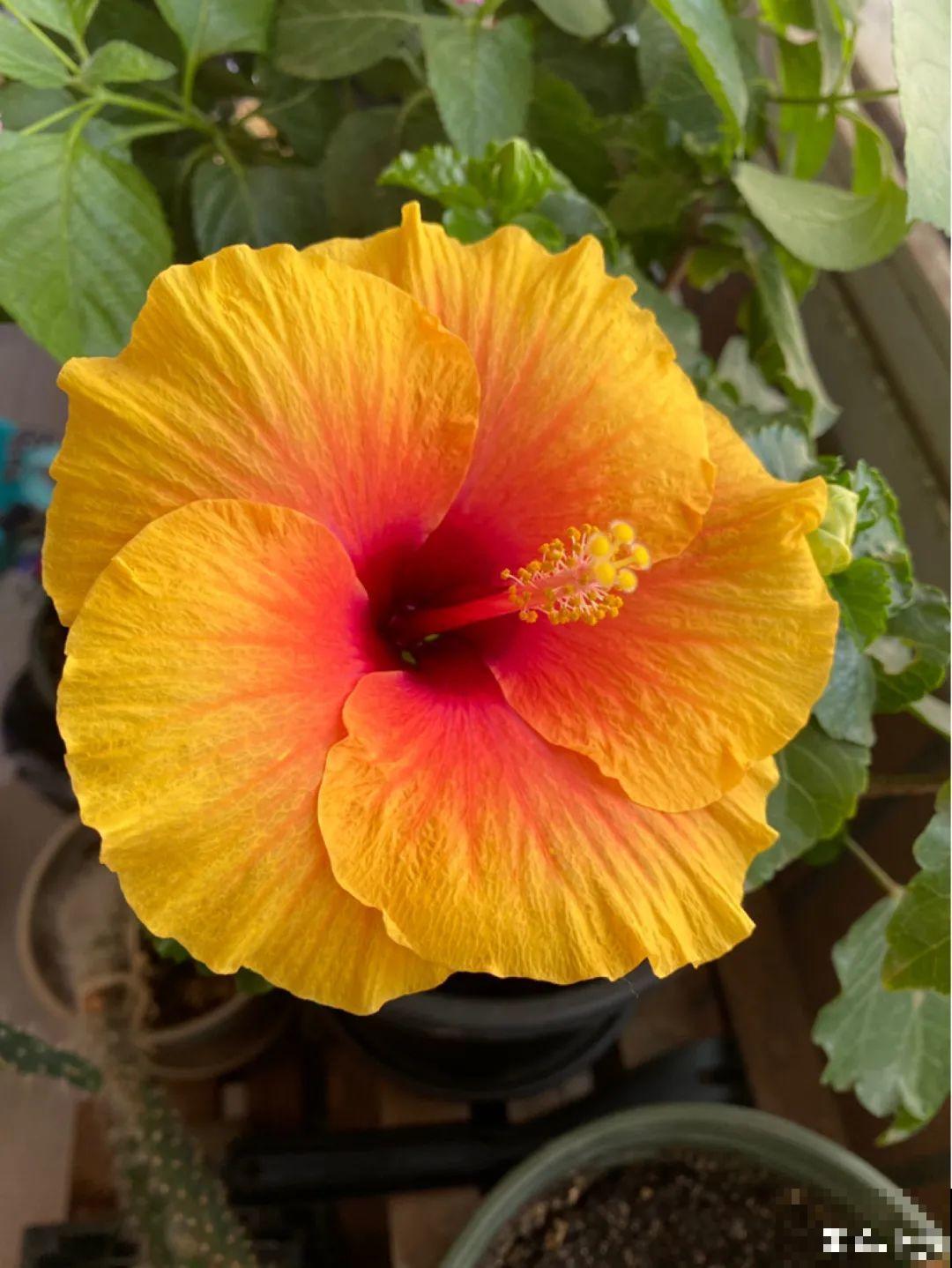 十一赏花图谱，看了啥花都认识，不用问别人！