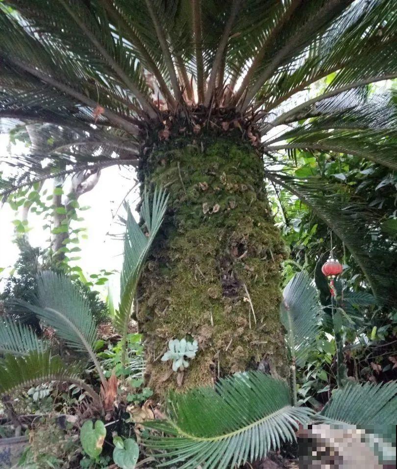 养了几十年的花,竟然是从牙签苗长起来,太辛苦! 养了几十年的花,竟然是从牙签苗长起来,太辛苦!