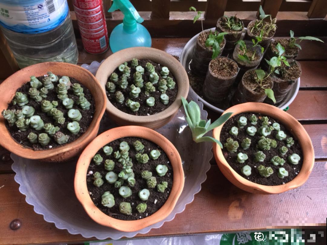 8种花，养嫩不养老，老了要多修剪！