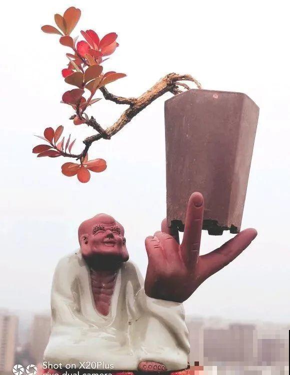 酒瓶子别丢掉,那可是种花神器,省了一笔买花钱 酒瓶子别丢掉,那可是种花神器,省了一笔买花钱