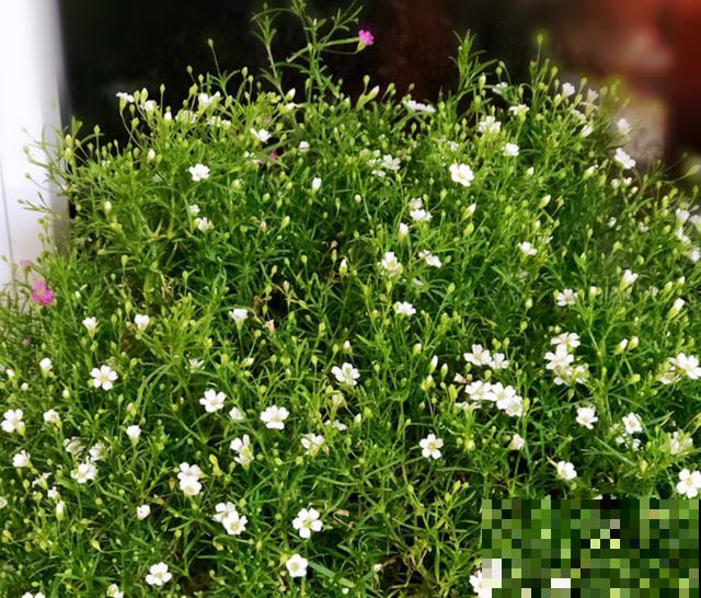 满天星干花不用买，自己就能种，干花、鲜花一起赏！