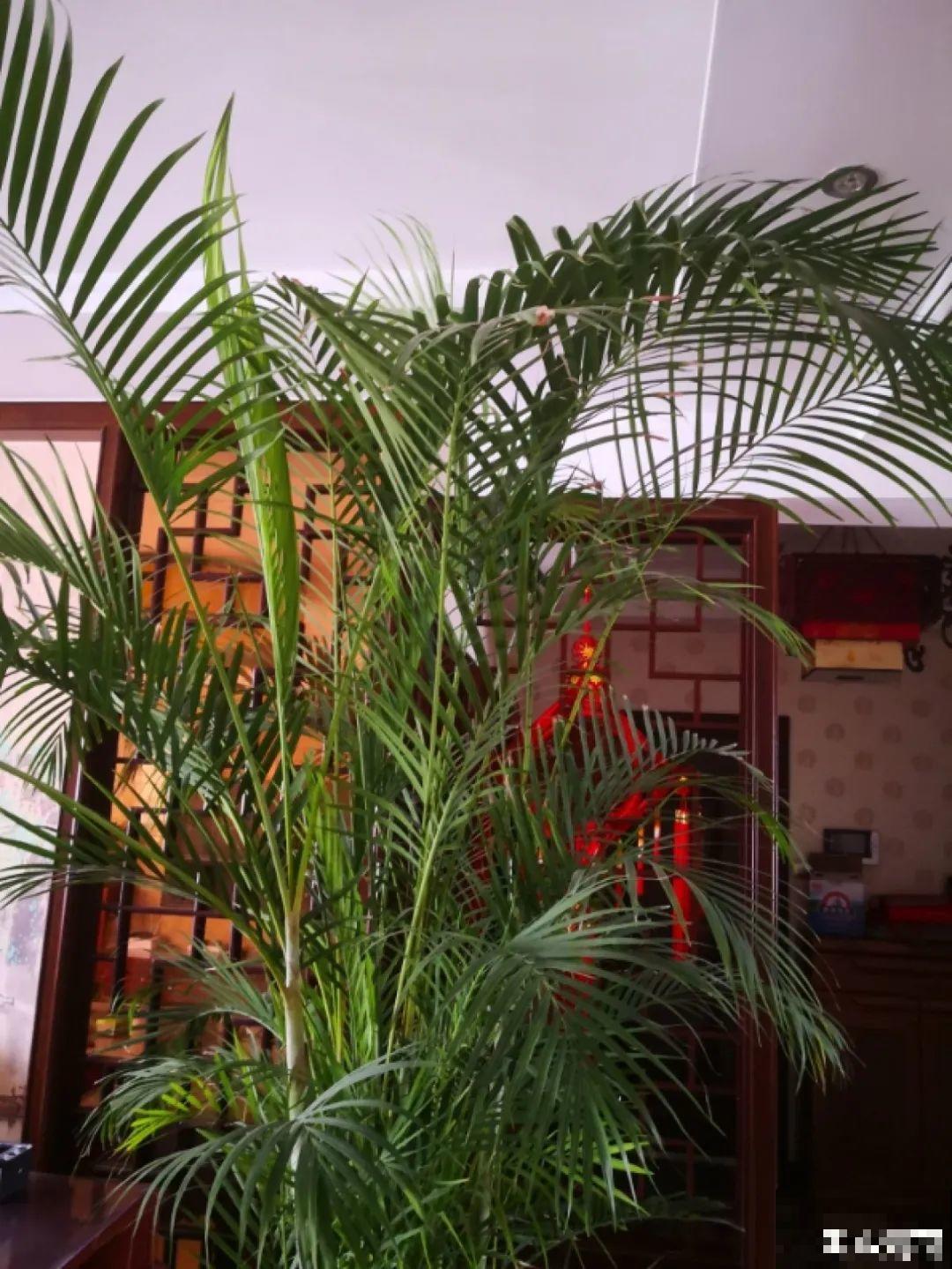 15种镇宅花，家里摆一盆，镇宅旺运超霸气！