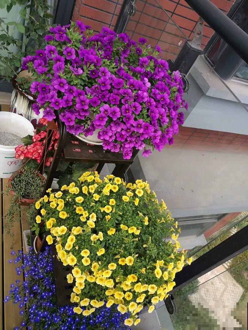 再穷也要养长寿花，寓意好、开花美，养人又养家！