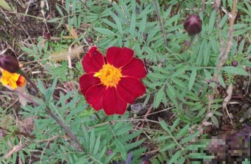 新手可养孔雀草,省心好养活,栽土里就长! 新手可养孔雀草,省心好养活,栽土里就长!