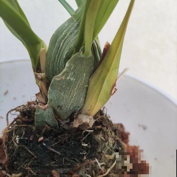 离家半个月，回来花全死了，别扔，还有救！