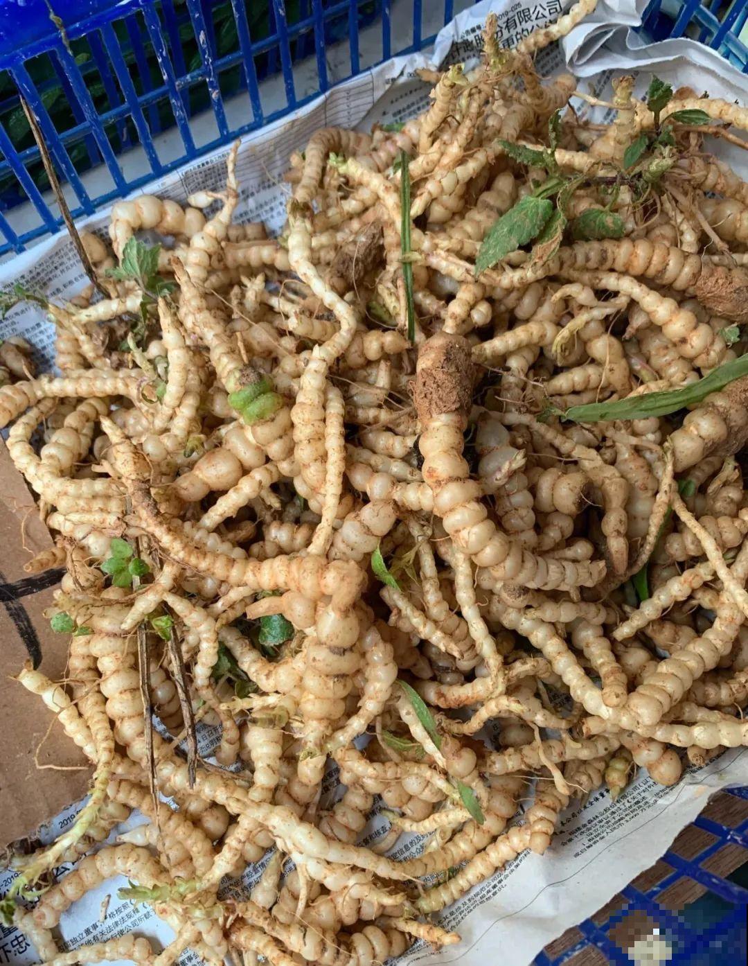 花盆里挖出一堆“蚕”，原来还能吃，味道清脆爽口