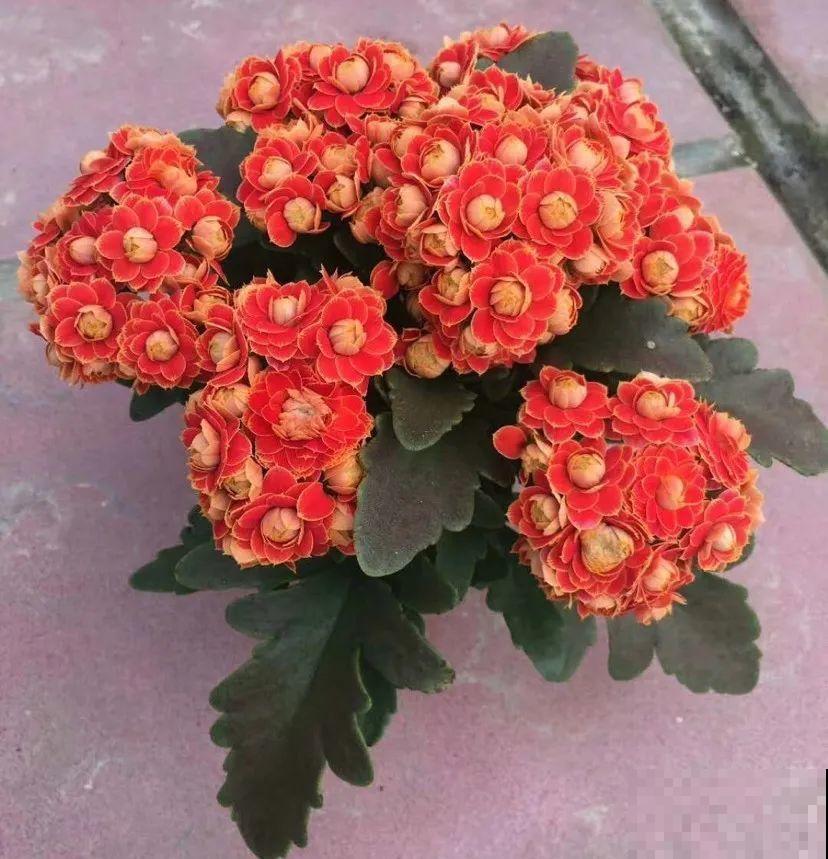 10月养花掐一掐，掐完就来花，盆都塞不下！