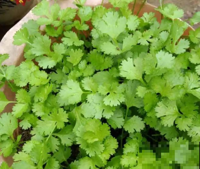 小阳台撒1把种子，7天冒绿苗，1个月就能吃，薅一把炒鸡蛋太香！