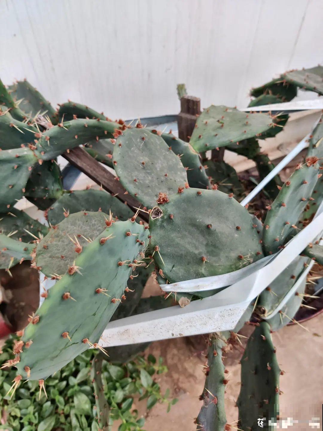 老祖宗留下来的养花谚语,真准! 老祖宗留下来的养花谚语,真准!