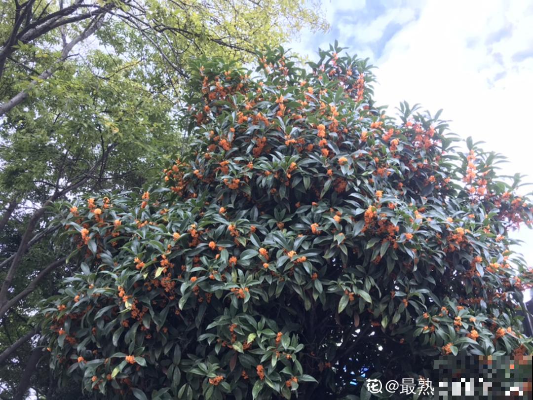 3种开花机器，喷点药水，杆子上全是花！