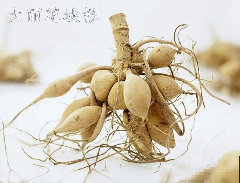 进入11月，大丽花要挖出来，明年春天再种！