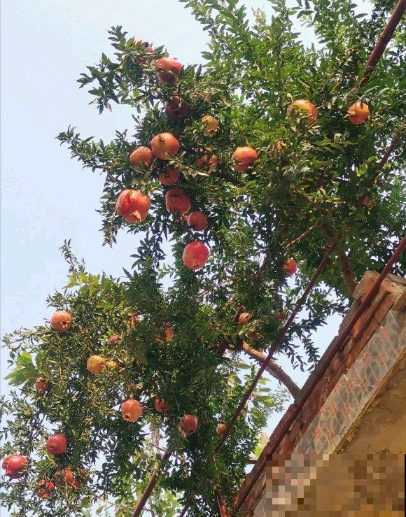 秋日开花多，美景拍下来，留住最美一刻