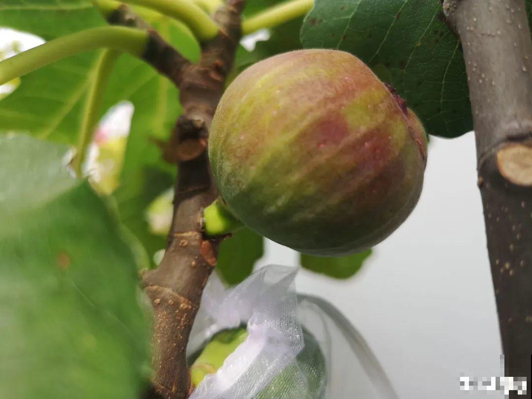 现在开始埋冬肥了,月季补一补,明年满枝爆花! 现在开始埋冬肥了,月季补一补,明年满枝爆花!