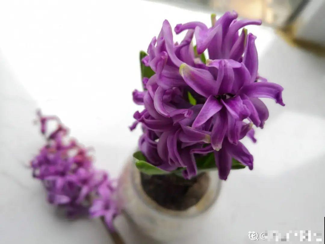 50种冬天开花植物,天冷了,照样冒花苞! 50种冬天开花植物,天冷了,照样冒花苞!