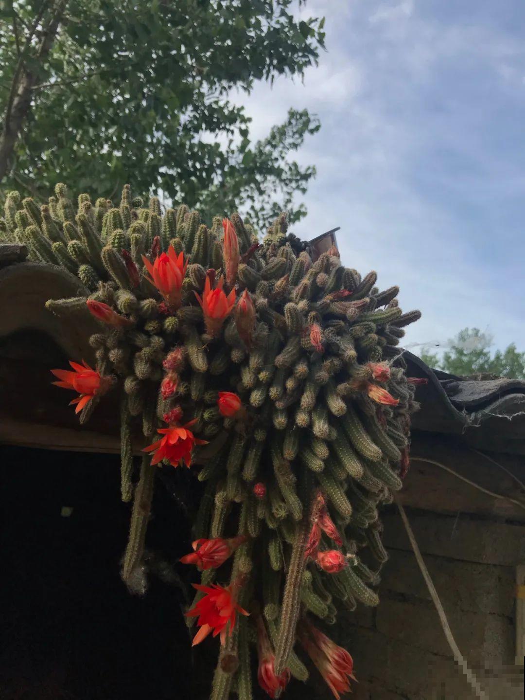 不死鸟太震撼了，长满整个屋顶，感觉都要压塌了