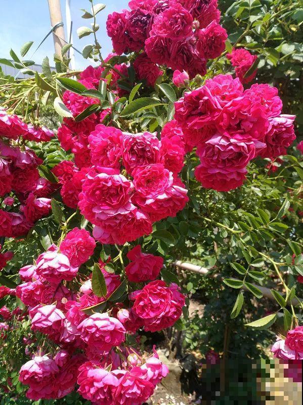 家里有院子,养一株红木香特合适,半年爬满藤,开成大花墙 家里有院子,养一株红木香特合适,半年爬满藤,开成大花墙