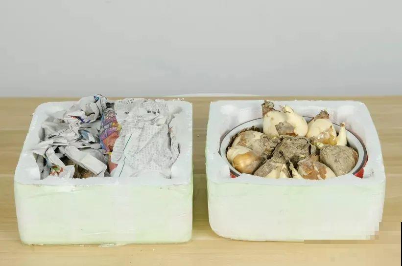 冬天啥花都可以不养，唯独这一种，不养亏大了！