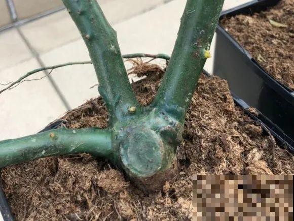 月季别剪了，剪完一杆全黑，今年都白养！