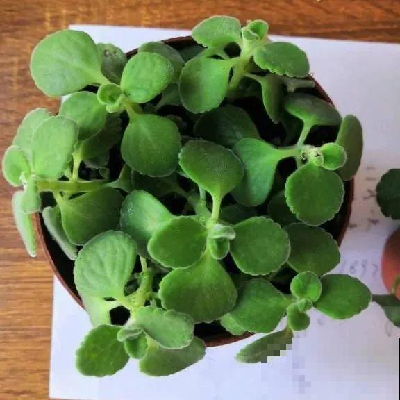 想省心就养这些花,没有病虫害,就爱开花! 想省心就养这些花,没有病虫害,就爱开花!