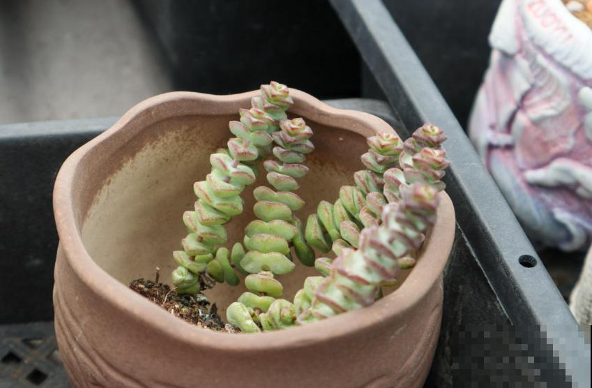 钱串秋天爱“犯病”，找准3个原因，钱串呼呼长！