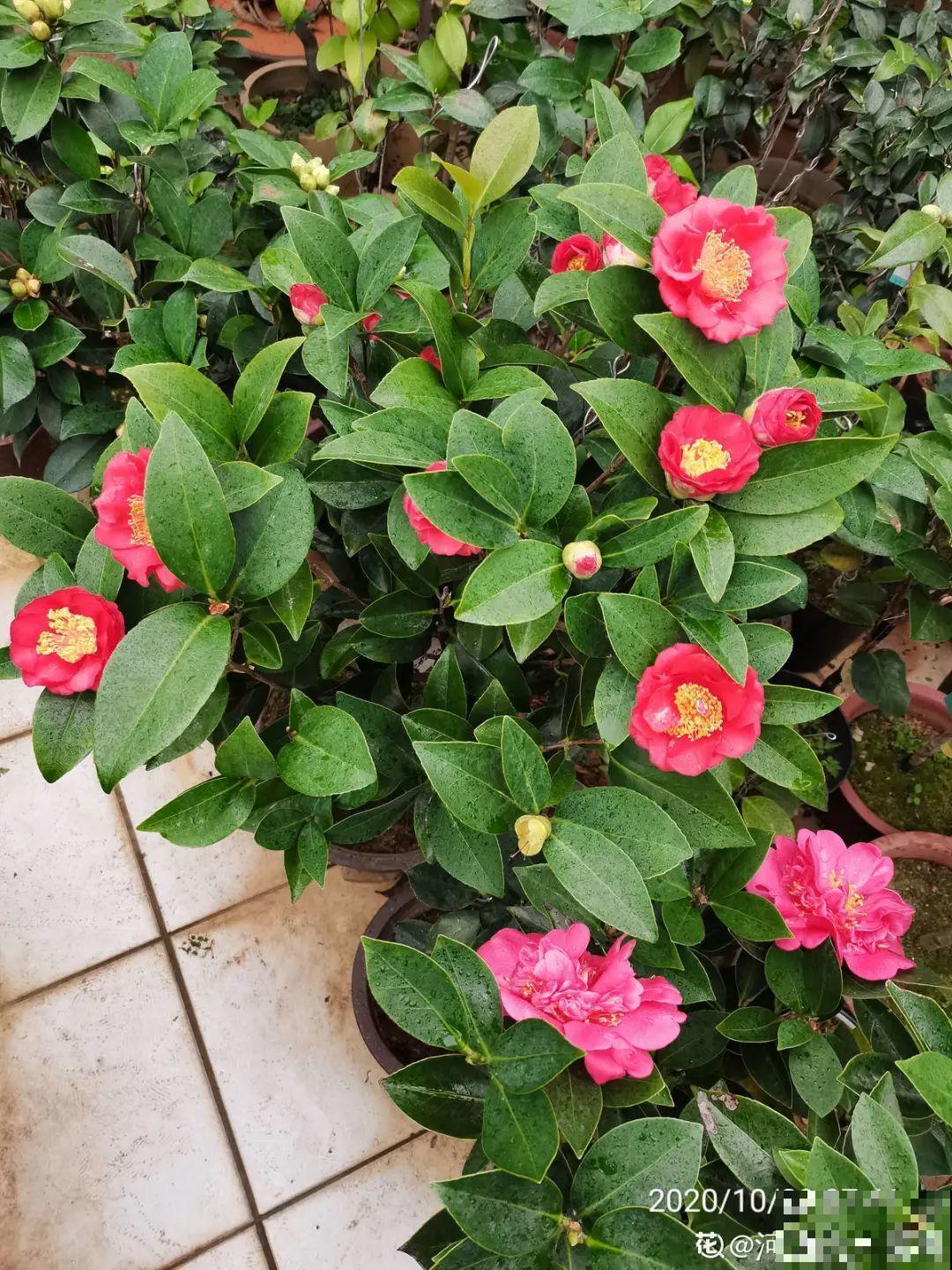 300块钱的花，一个没注意，一周掉成光杆司令